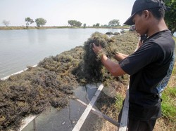 Lebih Besar dari Nikel, Potensi Hilirisasi Rumput Laut RI Tembus Rp 182 T