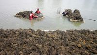 Keren! Budi Daya Rumput Laut Petani Jabon Tembus Pasar Ekspor