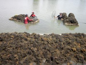 Keren! Budi Daya Rumput Laut Petani Jabon Tembus Pasar Ekspor