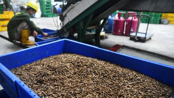 Budi Daya Belatung Bermodal Sampah Bisa Jadi Cuan