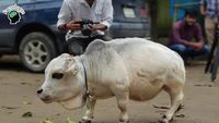 Deretan Fakta  Mencengangkan yang Patut Diketahui