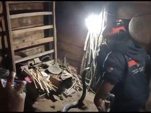 Ngeri! King Cobra 4 Meter Melawan Saat Ditangkap di Dapur Warga Trenggalek Ngeri! King Cobra 4 Meter Melawan Saat Ditangkap di Dapur Warga Trenggalek