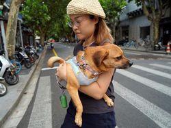 Hewan Peliharaan di China Pakai Rompi Pendingin Saat Cuaca Panas