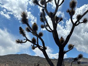 Kebakaran Hutan Merusak Tanaman Langka di Gurun Mojave AS