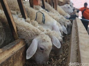 RI Impor 834 Ekor Domba dari Australia