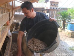 Cerita Eks Pegawai Bank Kudus Kini Cuan dari Beternak Domba