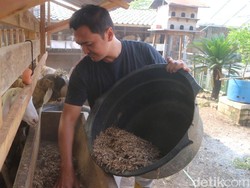 Cerita Eks Pegawai Bank Kudus Kini Cuan dari Beternak Domba