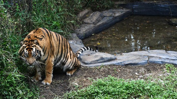 Seekor harimau Sumatera (Panthera tigris sumatrae) berada didalam kandang pusat penangkaran harimau Sumatera di Taman Safari Indonesia (TSI), Cisarua, Kabupaten Bogor, Jawa Barat, Kamis (3/8/2023). Pusat penangkaran tersebut memiliki 11 ekor harimau Sumatera yang merupakan hasil penyelamatan akibat konflik dengan manusia maupun hasil penangkaran di TSI Bogor. ANTARA FOTO/Arif Firmansyah/tom.