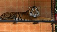 Melihat Harimau Sumatera di Pusat Penangkaran TSI Bogor