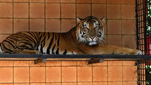 Melihat Harimau Sumatera di Pusat Penangkaran TSI Bogor