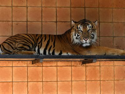 Melihat Harimau Sumatera di Pusat Penangkaran TSI Bogor
