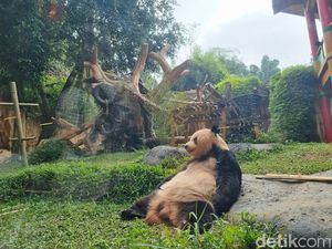 Taman Safari Bayar Miliaran ke China untuk Rawat Panda Taman Safari Bayar Miliaran ke China untuk Rawat Panda
