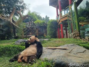 Panda Taman Safari Ultah Weekend Ini! Mau Lihat Perayaannya? Panda Taman Safari Ultah Weekend Ini! Mau Lihat Perayaannya?