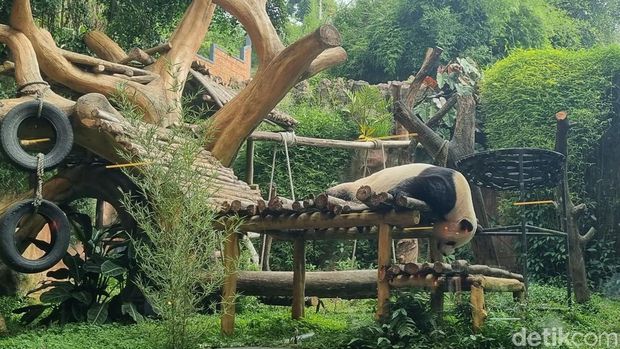 Panda di Taman Safari Indonesia.