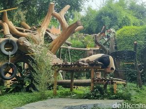 Panda Sangat Introvert dan Hanya Mau Kawin Dua Hari Dalam Setahun
