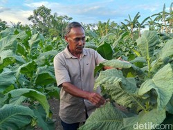 Saat Warga Aceh Besar Cuan dari Lahan Tembakau