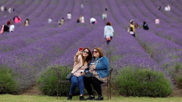 Potret Kebun Lavender di Inggris, Emang Boleh Seindah Itu?