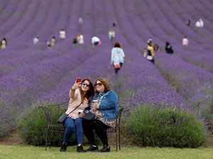 Potret Kebun Lavender di Inggris, Emang Boleh Seindah Itu?