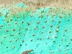 Hiii.. Viral Komodo Berkeliaran di Jalan Labuan Bajo-Golomori