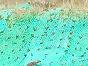 Hiii.. Viral Komodo Berkeliaran di Jalan Labuan Bajo-Golomori Hiii.. Viral Komodo Berkeliaran di Jalan Labuan Bajo-Golomori