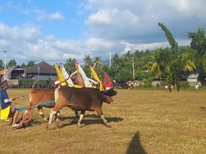 Mengenal Tradisi Sampi Gerumbungan di Buleleng