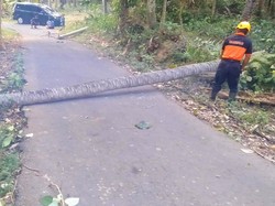 Pohon Kelapa Tumbang-Tiang PLN Roboh, Lalu Lintas Tersendat