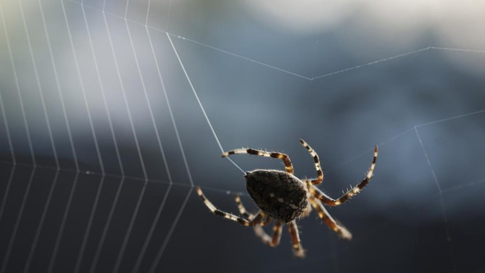 Sarang laba-laba A Cross Spider weaving a new orb web.