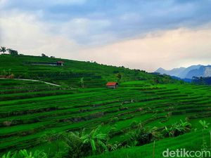 Mini Terasering Kaduela, Surga Tersembunyi di Perbatasan Kuningan