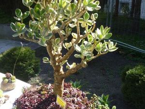 Konon 7 Tanaman Rumah Ini Bisa Bikin Kaya dan Bawa Keberuntungan