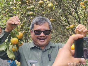 Melawan Kepunahan dan Mengembalikan Kejayaan Jeruk Garut Melawan Kepunahan dan Mengembalikan Kejayaan Jeruk Garut