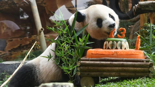 Gemasnya Perayaan Ulang Tahun Giant Panda di Bogor