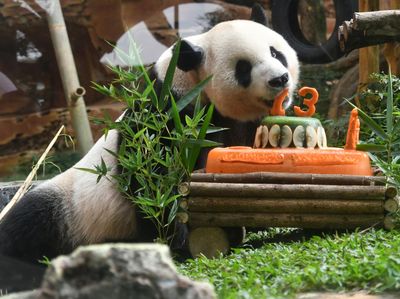 Gemasnya Perayaan Ulang Tahun Giant Panda di Bogor