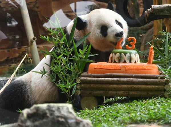 Gemasnya Perayaan Ulang Tahun Giant Panda di Bogor