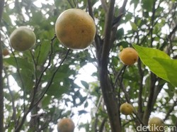 Mengenal Jeruk Garut yang Pernah Jaya hingga Belanda