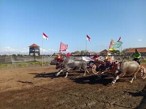 Makepung Jadi Event Resmi Pertama di Sirkuit All In One Pengambengan Makepung Jadi Event Resmi Pertama di Sirkuit All In One Pengambengan