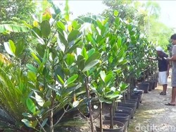 Pria di Lamongan Sukses Budi Daya Pohon Garnicia Cambogia Pencegah Kanker Pria di Lamongan Sukses Budi Daya Pohon Garnicia Cambogia Pencegah Kanker