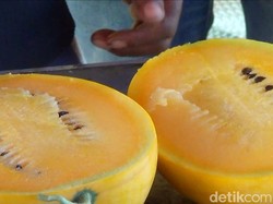 Berkah Musim Kemarau, Semangka Madu Lamongan Tembus Pasar Modern