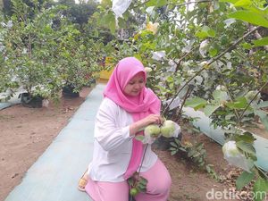Bayar Rp 20 Ribu, Bisa Makan Jambu Kristal Sepuasnya di Agrowisata Borobudur Bayar Rp 20 Ribu, Bisa Makan Jambu Kristal Sepuasnya di Agrowisata Borobudur