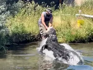 Viral Pawang Hendak Beri Makan Aligator, Tapi Malah Nyaris Disantap
