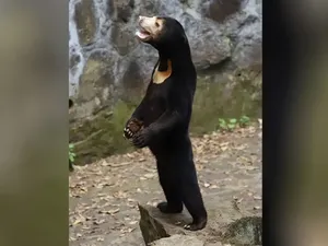 Viral Beruang Madu Bisa Berdiri Menguak Fakta Miris