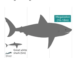 Bocah 13 Tahun Temukan Gigi Megalodon di Pantai