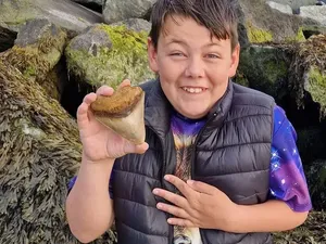 Kisah Ben Temukan Gigi Hiu Megalodon