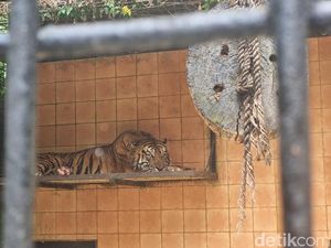 Mau Lihat Giring di Taman Safari? Ada Tur Khususnya Lho Mau Lihat Giring di Taman Safari? Ada Tur Khususnya Lho