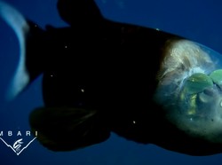 Tinggal di Laut Dalam, Ikan Ini Punya Mata Tabung & Kepala Transparan untuk Melihat