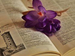 55 Contoh Kalimat Hayati, Habitat, dan Populasi dalam Bahasa Indonesia