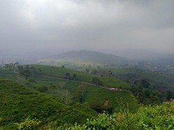 Jalan-jalan Ke Kebun Teh Kemuning, Wisata Asri di Karanganyar