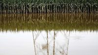 Ladang Jagung Siap Panen di China Rusak Diterjang Banjir