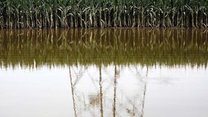 Ladang Jagung Siap Panen di China Rusak Diterjang Banjir