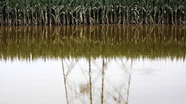 Ladang Jagung Siap Panen di China Rusak Diterjang Banjir