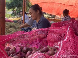 Petani Bawang Merah di Ponorogo Menjerit Saat Panen: Nggak Balik Modal!